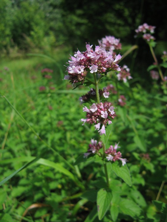 Origanum vulgare